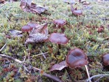 Psilocybe montana image