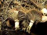 Gomphidius oregonensis image