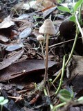 Mycena abramsii image