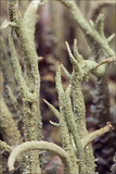 Cladonia glauca image