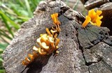 Dacryopinax spathularia image