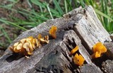 Dacryopinax spathularia image