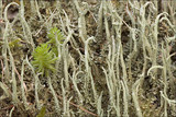 Cladonia glauca image