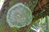Cryptothecia striata image