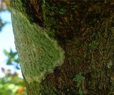 Cryptothecia striata image