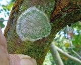 Cryptothecia striata image