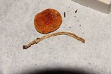 Leratiomyces squamosus image