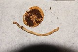 Leratiomyces squamosus var. thraustus image