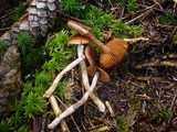 Cortinarius fulvescens image