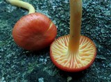 Hygrocybe reidii image