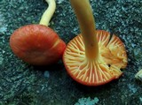 Hygrocybe reidii image