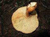 Lactarius volemus image