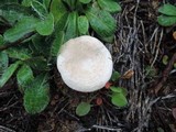 Rhodocybe popinalis image