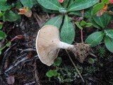 Rhodocybe popinalis image