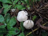 Rhodocybe popinalis image