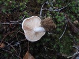 Rhodocybe popinalis image