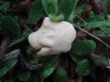 Rhodocybe popinalis image
