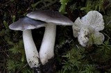 Tricholoma nigrum image