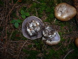 Cortinarius glaucopus image