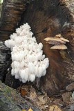 Hericium americanum image