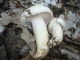 Hygrophorus penarius image
