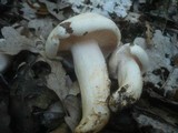 Hygrophorus penarius image