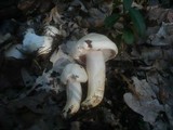 Hygrophorus penarius image