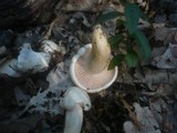 Hygrophorus penarius image