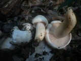 Hygrophorus penarius image