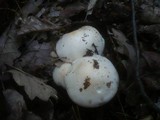 Hygrophorus penarius image