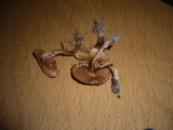 Cortinarius helvolus image