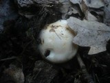 Hygrophorus penarius image