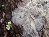 Phlebiopsis gigantea image