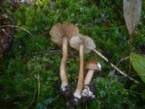 Inocybe asterospora image