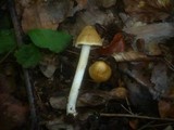 Inocybe auricoma image