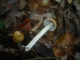 Inocybe auricoma image
