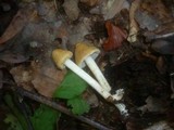 Inocybe auricoma image