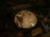 Echinoderma asperum image