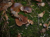 Cortinarius hinnuleus image
