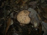 Echinoderma asperum image