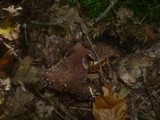 Echinoderma asperum image