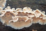 Merulius tremellosus image