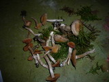 Cortinarius jubarinus image