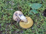 Pseudoboletus parasiticus image