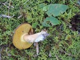 Pseudoboletus parasiticus image