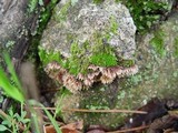 Thelephora terrestris image