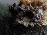Thelephora terrestris image