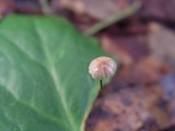 Gymnopus androsaceus image