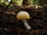 Hygrocybe flavifolia image