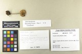 Inocybe mixtilis image